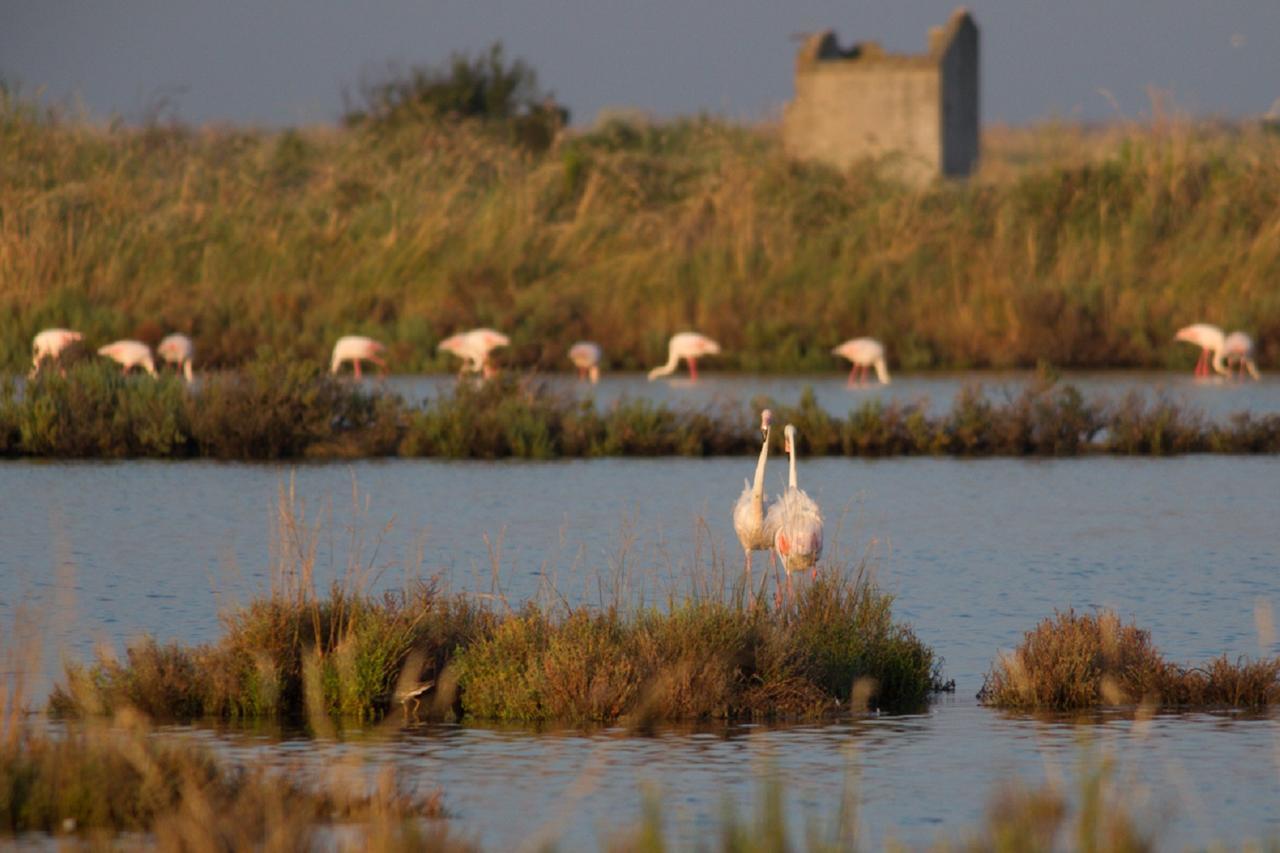 Agriturismo Valle Isola "La Tana Del Gusto" Comacchio Exterior foto